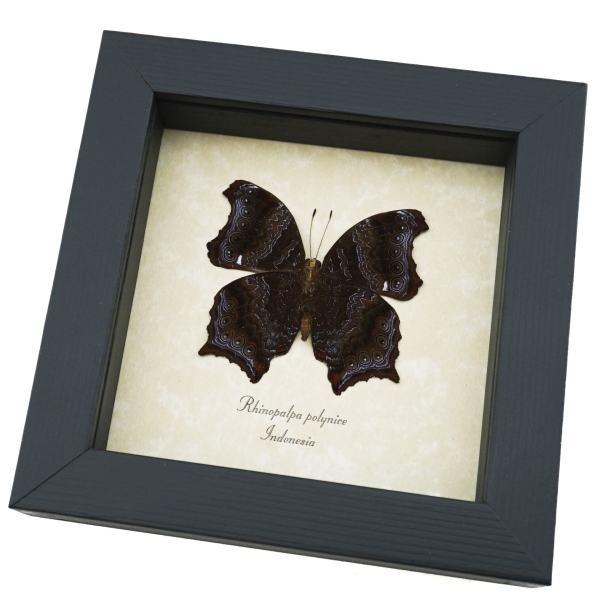 Rhinopalpa polynice Male Wizard Butterfly Framed Taxidermy Display