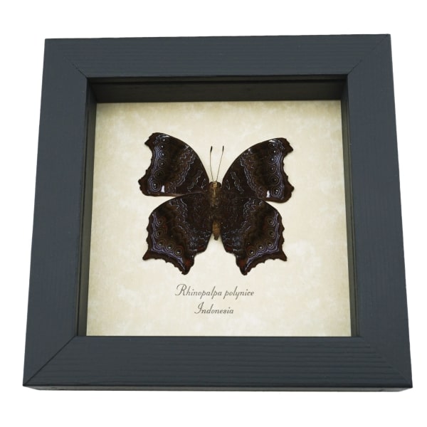 Rhinopalpa polynice Male Wizard Butterfly Framed Taxidermy Display