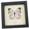 Framed Butterfly Salamis parhassus Mother Of Pearl Taxidermy Display