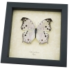 Framed Butterfly Salamis parhassus Mother Of Pearl Taxidermy Display