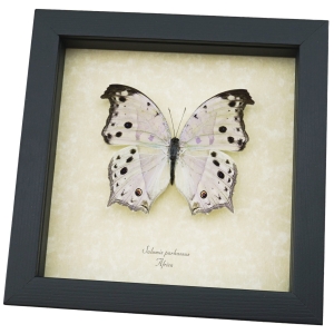 Framed Butterfly Salamis parhassus Mother Of Pearl Taxidermy Display