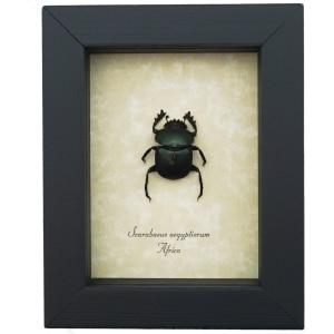 Sacred Egyptian King Scarab Beetle Framed Taxidermy Green Scarab Scarabaeus aegyptiorum