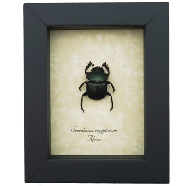 Sacred Egyptian King Scarab Beetle Framed Taxidermy Green Scarab Scarabaeus aegyptiorum