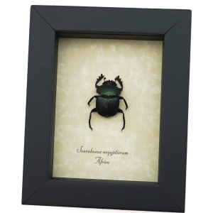 Sacred Egyptian King Scarab Beetle Framed Taxidermy Green Scarab Scarabaeus aegyptiorum