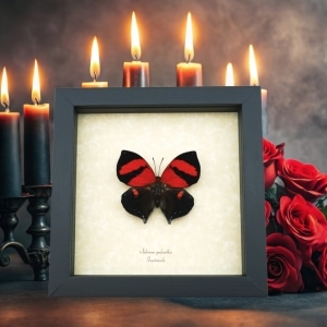 Siderone galanthis Red Heart Butterfly Framed Taxidermy Display