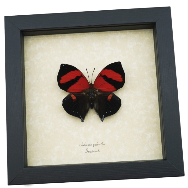 Siderone galanthis Red Heart Butterfly Framed Taxidermy Display