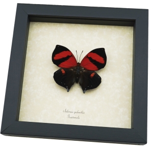 Siderone galanthis Red Heart Butterfly Framed Taxidermy Display