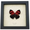 Siderone galanthis Red Heart Butterfly Framed Taxidermy Display
