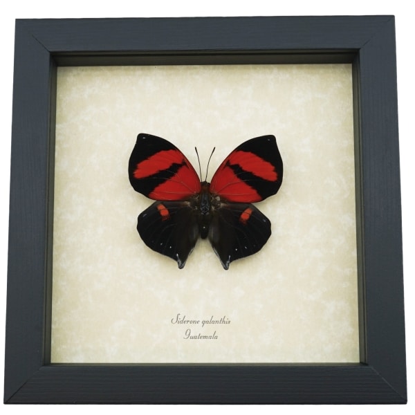 Siderone galanthis Red Heart Butterfly Framed Taxidermy Display