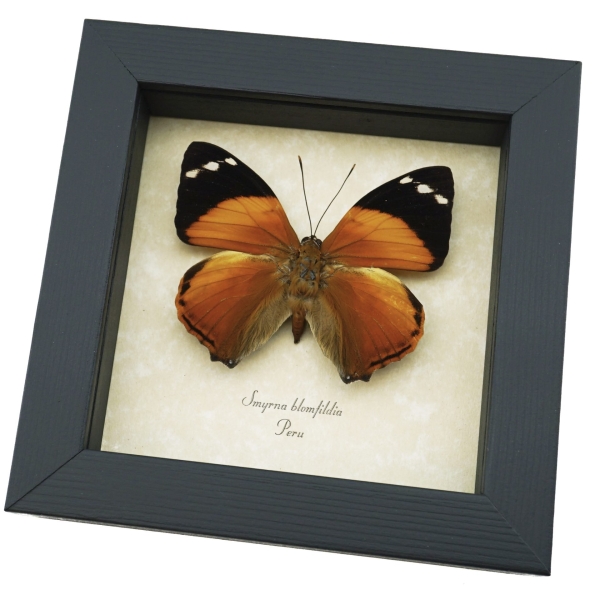 Smyrna blomfildia Blomfild's Beauty Butterfly Framed Taxidermy Display