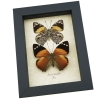 Smyrna blomfildia Pair Blomfild's Beauty Butterfly Set Framed Taxidermy Butterflies