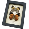 Smyrna blomfildia Pair Blomfild's Beauty Butterfly Set Framed Taxidermy Butterflies