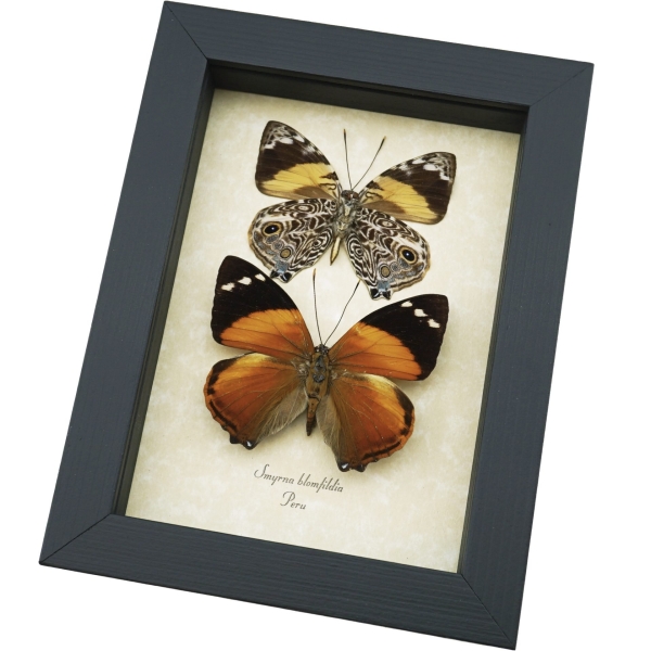 Smyrna blomfildia Pair Blomfild's Beauty Butterfly Set Framed Taxidermy Butterflies
