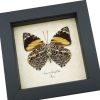 Smyrna blomfildia Verso Blomfild's Beauty Butterfly Framed Taxidermy Display