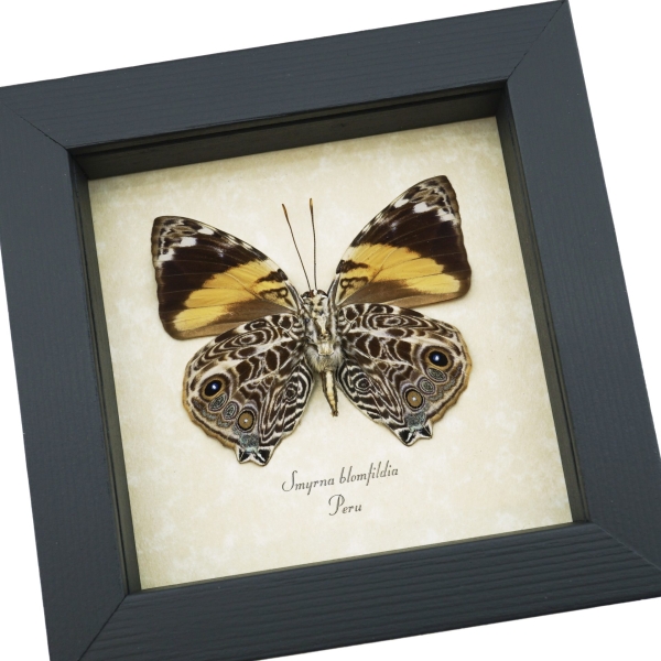 Smyrna blomfildia Verso Blomfild's Beauty Butterfly Framed Taxidermy Display