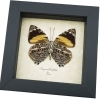 Smyrna blomfildia Verso Blomfild's Beauty Butterfly Framed Taxidermy Display