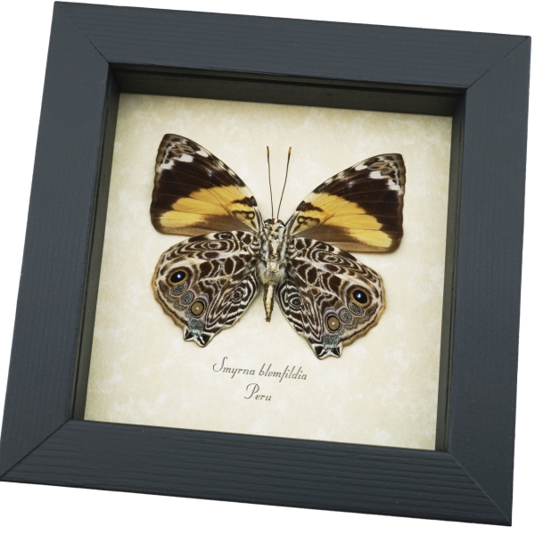 Smyrna blomfildia Verso Blomfild's Beauty Butterfly Framed Taxidermy Display