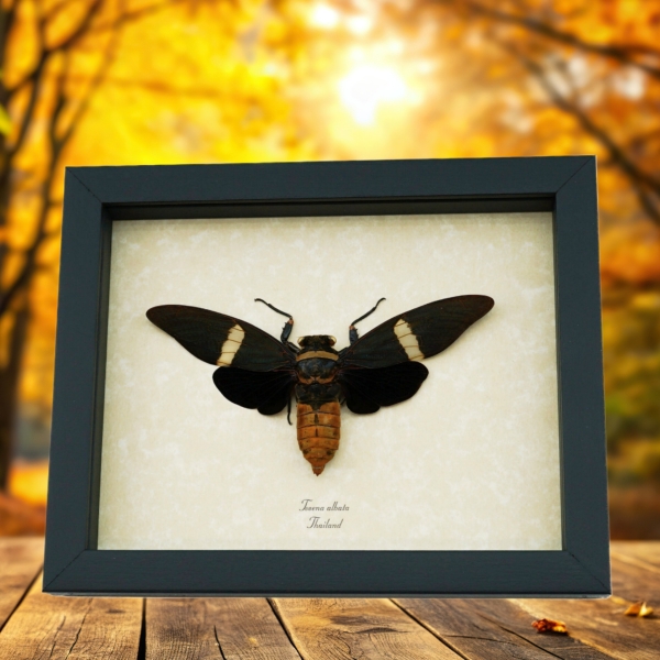 Bat Winged Cicada Tosena albata XL Framed Insect Taxidermy Display