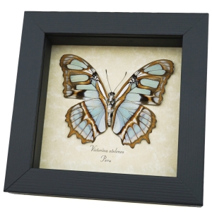Green Malachite Butterfly Real Framed Victorina stelenes Taxidermy Display