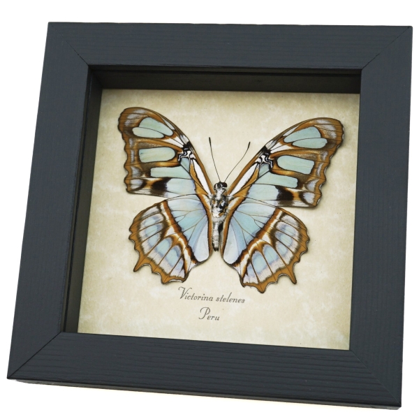 Green Malachite Butterfly Real Framed Victorina stelenes Taxidermy Display