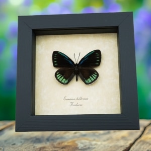 Eumaeus childrenae male Blue Green Butterfly Framed Taxidermy Display
