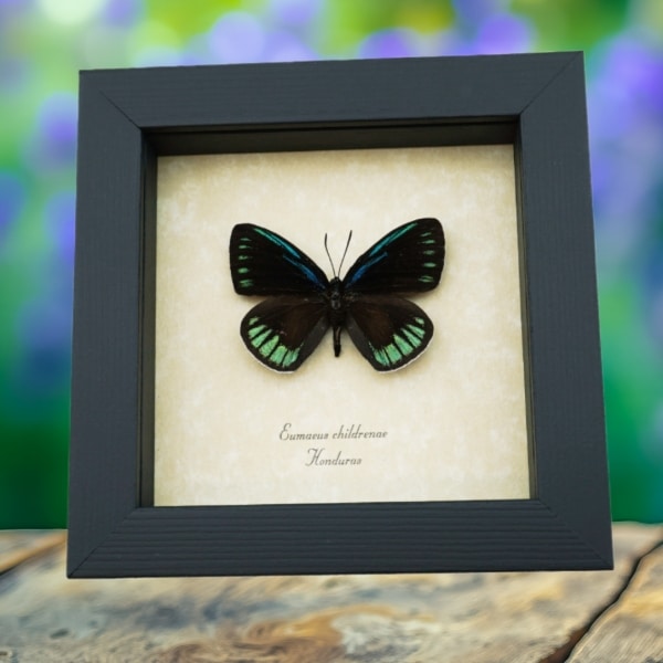 Eumaeus childrenae male Blue Green Butterfly Framed Taxidermy Display