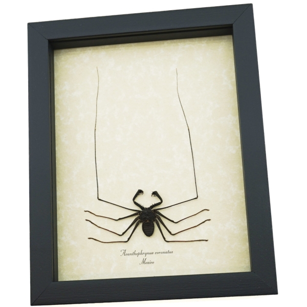 Real Framed Cave Spider Acanthophrynus coronatus Taxidermy Display