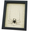 Real Framed Cave Spider Acanthophrynus coronatus Taxidermy Display