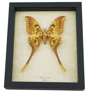 Actias groenendaeli Indonesian Moon Moth Framed Taxidermy Display