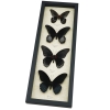 Black Papilio Gothic Butterfly Collection Real Framed Butterflies Taxidermy Display