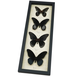 Black Papilio Gothic Butterfly Collection Real Framed Butterflies Taxidermy Display