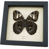 Caligo martia verso Rare Owl Mimic Butterfly Feather Markings Framed Taxidermy Display