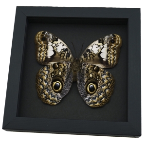 Caligo martia verso Rare Owl Mimic Butterfly Feather Markings Framed Taxidermy Moonlight Display