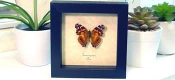 Framed Butterflies Butterfly-Designs Insect Taxidermy Real Butterfly art Displays For Sale
