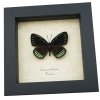 Eumaeus childrenae male Blue Green Butterfly Framed Taxidermy Display