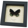 Eumaeus childrenae male Blue Green Butterfly Framed Taxidermy Display