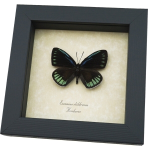 Eumaeus childrenae male Blue Green Butterfly Framed Taxidermy Display
