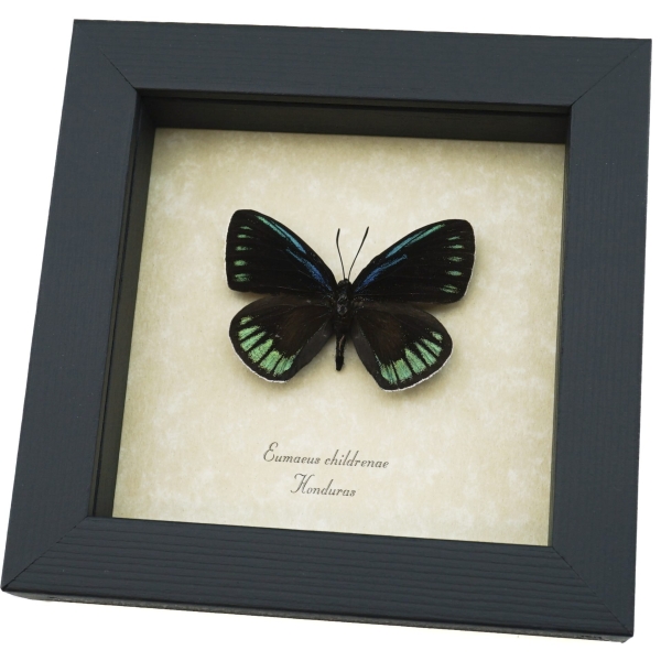 Eumaeus childrenae male Blue Green Butterfly Framed Taxidermy Display
