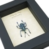 Eupholus bennetti Blue Weevil Beetle Framed Insect Taxidermy Display