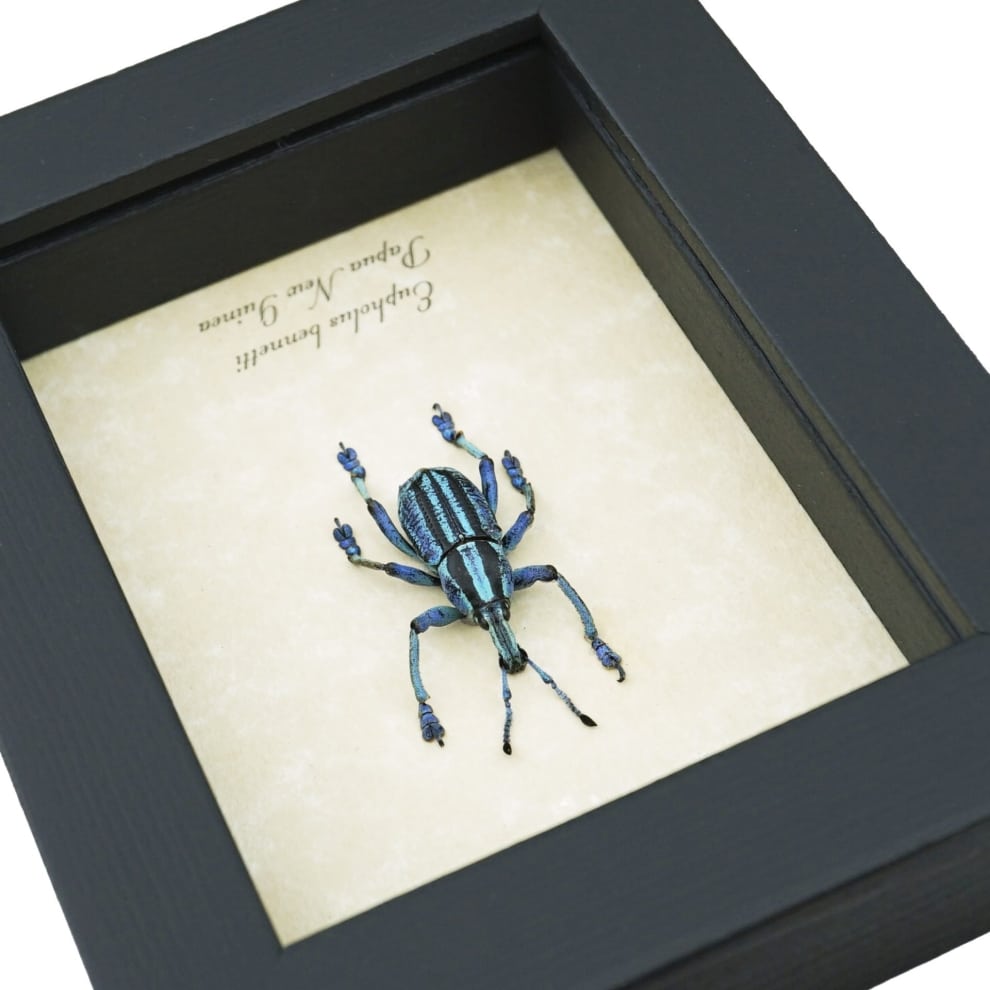 Eupholus bennetti Blue Weevil Beetle Framed Insect Taxidermy Display
