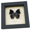 Memphis acidalia Blue Hatchet Wing Framed Butterfly Taxidermy Display