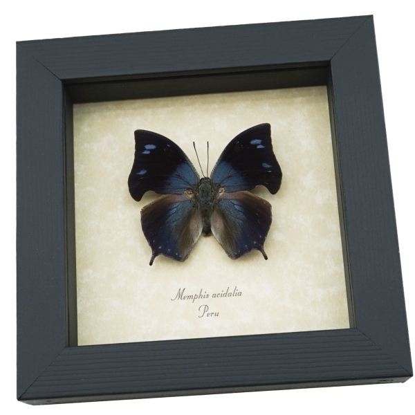 Memphis acidalia Blue Hatchet Wing Framed Butterfly Taxidermy Display