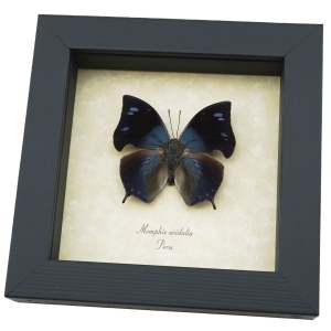 Memphis acidalia Blue Hatchet Wing Framed Butterfly Taxidermy Display