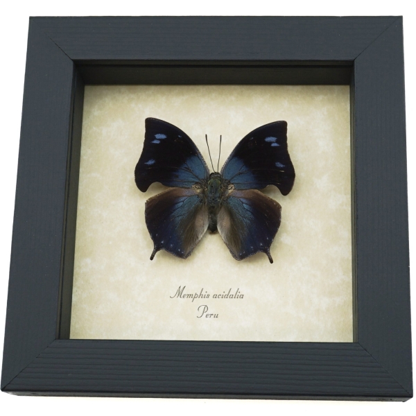 Memphis acidalia Blue Hatchet Wing Framed Butterfly Taxidermy Display