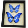 Morpho rhetenor helena cypris Set Butterflies Framed Butterfly Taxidermy Display