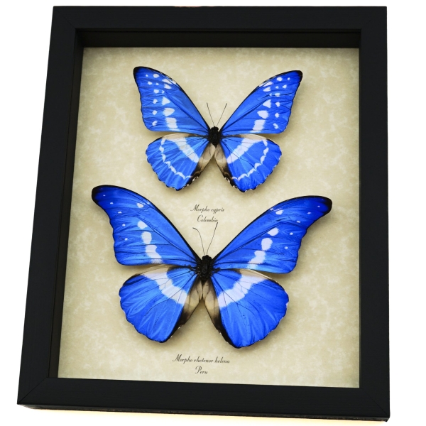 Morpho rhetenor helena cypris Set Butterflies Framed Butterfly Taxidermy Display