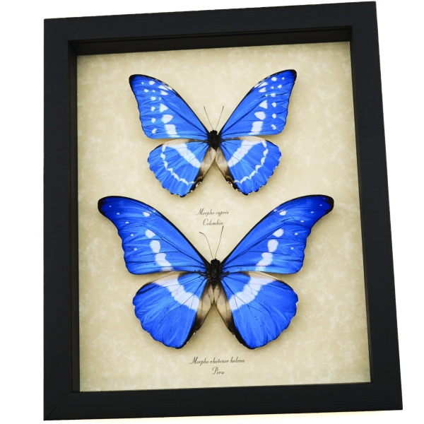 Morpho rhetenor helena cypris Set Butterflies Framed Butterfly Taxidermy Display