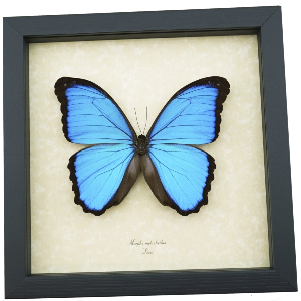 Morpho melacheilus Rare Butterfly Framed Blue Morpho Taxidermy Display