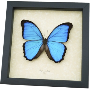 Morpho melacheilus Rare Butterfly Framed Blue Morpho Taxidermy Display