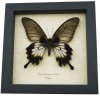 Papilio Lowi Zephyria Female Framed Butterfly Taxidermy Display